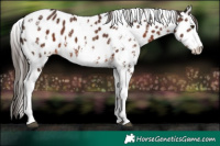Horse Color:Liver Chestnut Sabino Leopard Rabicano