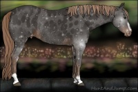 Horse Color:Liver Chestnut Sabino Appaloosa Rabicano