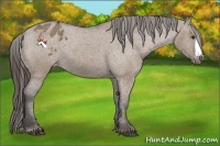 Horse Color:Liver Red Dun Appaloosa 