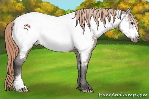 Horse Color:Liver Red Dun Frame Appaloosa 