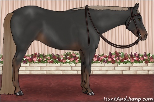 Horse Color:Liver Chestnut 
