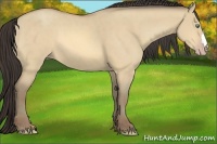 Horse Color:Amber Cream Champagne Dun 