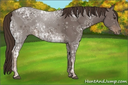 Horse Color:Liver Chestnut Ice 