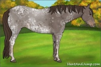 Horse Color:Liver Chestnut Ice 