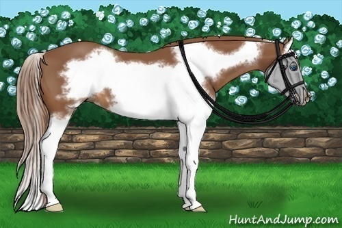 Horse Color:Chestnut Splash Frame