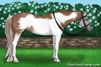 Horse Color:Chestnut Splash Frame