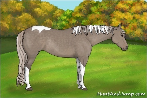 Horse Color:Silver Grullo Tobiano Rabicano 