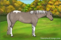 Horse Color:Silver Grullo Tobiano Rabicano