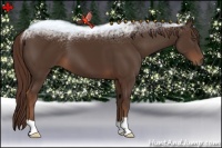 Horse Color:Liver Chestnut 