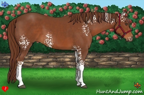 Horse Color:White Spotted Chestnut 
