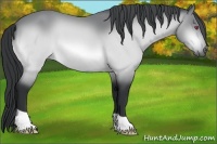 Horse Color:Bay Chinchilla 