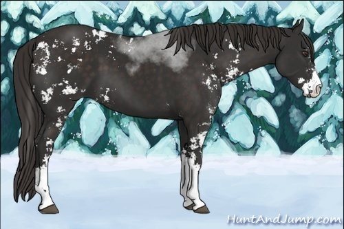 Horse Color:Liver Chestnut Sabino 