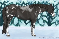 Horse Color:Liver Chestnut Sabino