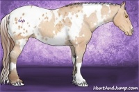 Horse Color:White Spotted Amber Champagne Appaloosa