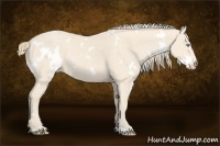 Horse Color:White Spotted Perlino Rabicano