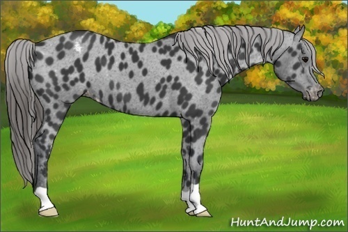 Horse Color:Black Appaloosa 