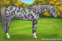 Horse Color:Black Appaloosa
