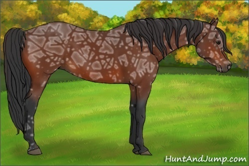 Horse Color:Bay Ice 