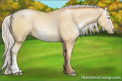 Horse Color:White Spotted Silver Classic Champagne Pearl Rabicano