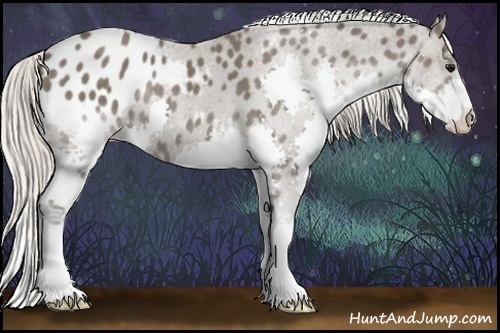 Horse Color:Silver Black Splash Appaloosa 