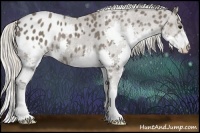 Horse Color:Silver Black Splash Appaloosa 