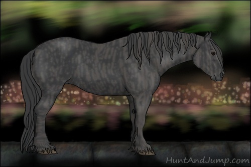 Horse Color:Black  Brindle