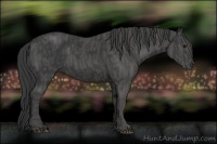 Horse Color:Black  Brindle