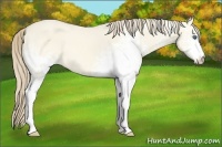 Horse Color:White Spotted Perlino Dun 