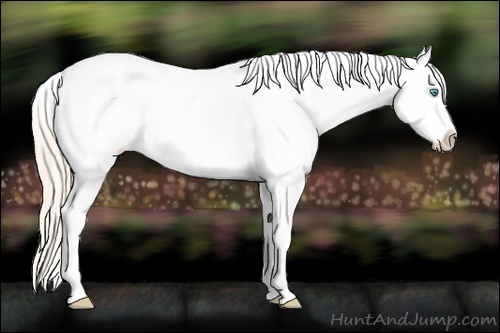 Horse Color:White Spotted Perlino Dun Appaloosa 
