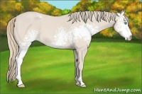 Horse Color:White Spotted Smoky Creme Sabino 