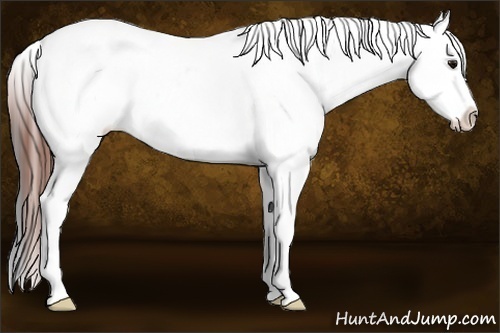 Horse Color:White Spotted Bay Appaloosa