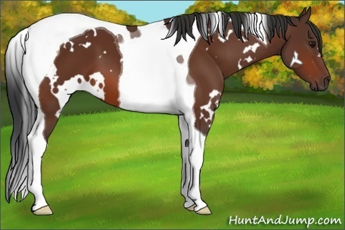 Horse Color:White Spotted Bay Tobiano