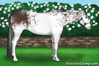 Horse Color:White Spotted Bay 