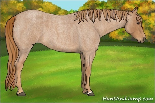 Horse Color:Red Roan Brindle