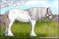 Horse Color:Gold Champagne Sabino Splash Appaloosa Rabicano