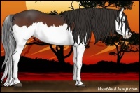 Horse Color:Bay Splash 