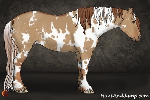 Horse Color:White Spotted Red Dun Frame