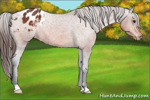 Horse Color:Bay Appaloosa