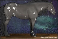 Horse Color:White Spotted Black