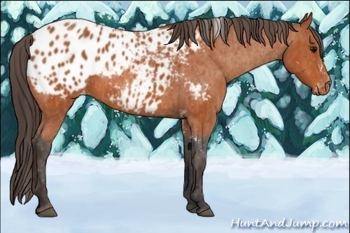 Horse Color:Bay Splash Tobiano Appaloosa  Brindle