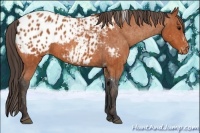 Horse Color:Bay Splash Tobiano Appaloosa Brindle
