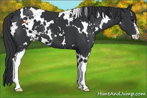 Horse Color:White Spotted Black Sabino 