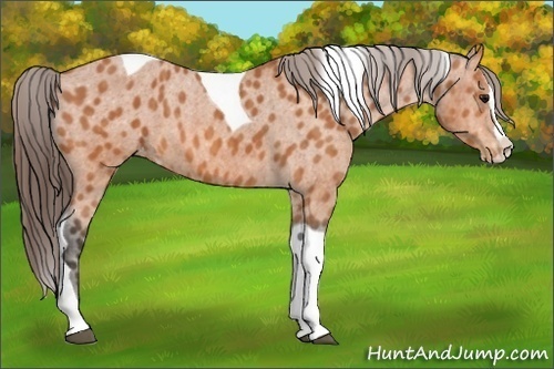 Horse Color:Bay Splash Tobiano Appaloosa  Brindle
