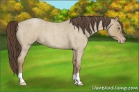 Horse Color:Classic Cream Champagne Roan 