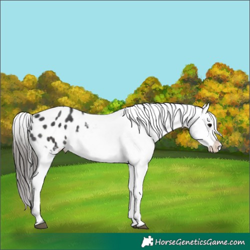 Horse Color:Black Appaloosa 