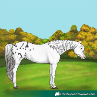 Horse Color:Black Appaloosa
