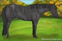Horse Color:Blue Roan  Brindle