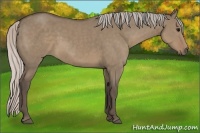 Horse Color:Silver Grullo 