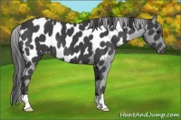 Horse Color:Smoky Black Appaloosa 
