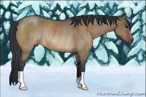 Horse Color:Bay Dun Rabicano 